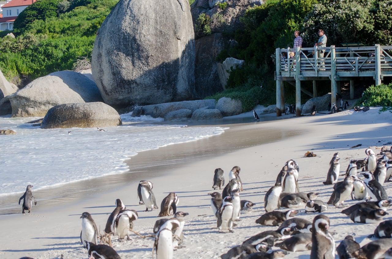 boulders-beach-capte-town
