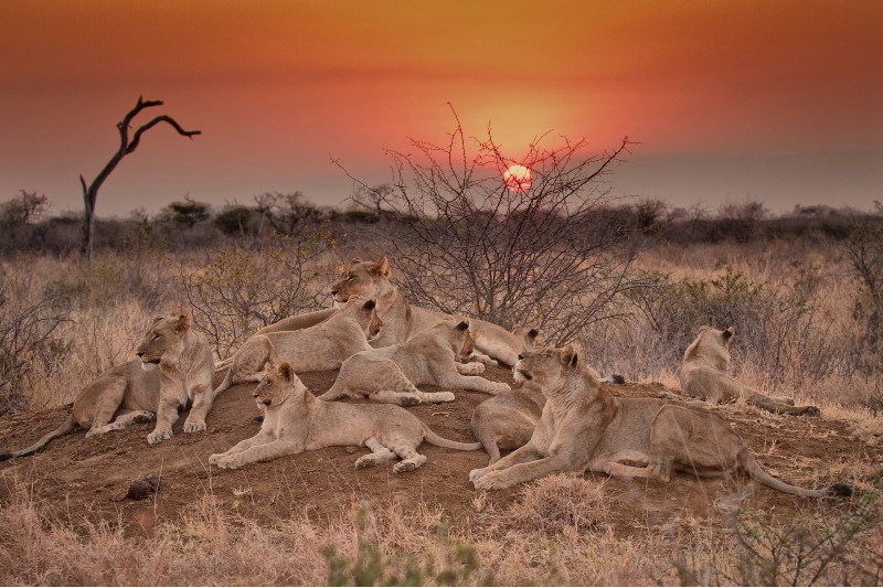 A Luxury Safari Honeymoon at Royal Madikwe